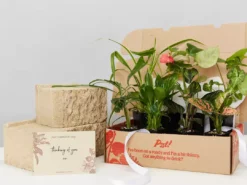 Indoor Garden Plant Packs A Giftbox Of Houseplants🍃 - Includes Gift Wrapping