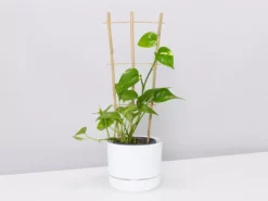 Fernland Bamboo Plant Trainer Plant Stakes & Stands 9 Fernland Bamboo Plant Trainer Plant Stakes & Stands