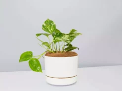 Pot + Plant Gift Box Devils Ivy 'Golden Pothos' - Pot + Plant + Soil