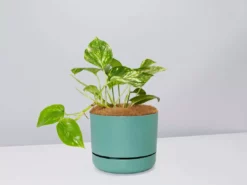 Pot + Plant Gift Box Devils Ivy 'Golden Pothos' - Pot + Plant + Soil