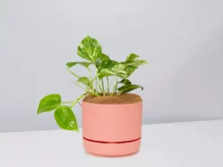 Pot + Plant Gift Box Devils Ivy 'Golden Pothos' - Pot + Plant + Soil