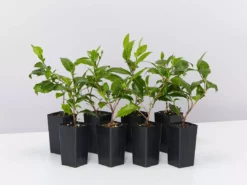 Graptophyllum Ilicifolium Holly Hedge Shrubs