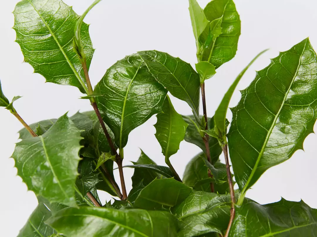 Graptophyllum Ilicifolium Holly Hedge Shrubs 4 Graptophyllum Ilicifolium Holly Hedge Shrubs