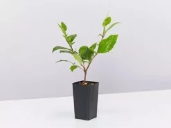 Graptophyllum Ilicifolium Holly Hedge Shrubs 8 Graptophyllum Ilicifolium Holly Hedge Shrubs