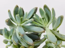 Succulents Full Sun Graptoveria Opalina 85mm