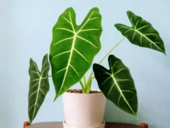 Indoor Garden Alocasias Alocasia Green Velvet