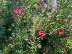 Shrubs Assorted Grevillea Plant Pack