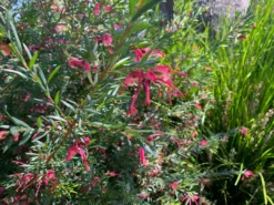 Shrubs Grevillea Lilliane