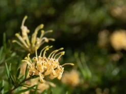 Shrubs Grevillea Lemon Supreme