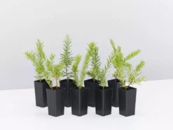 Shrubs Grevillea Lanigera X Lavandulacea Cherry Ripe