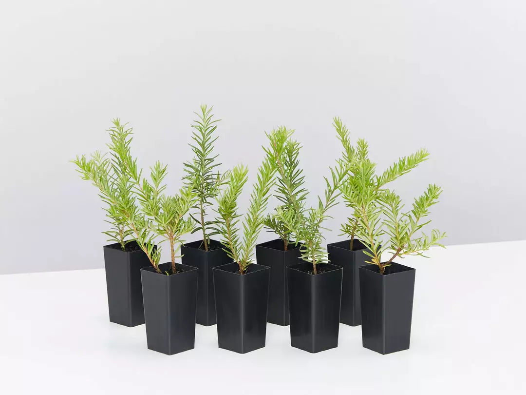 Shrubs Grevillea Lanigera X Lavandulacea Cherry Ripe 3 Shrubs Grevillea Lanigera X Lavandulacea Cherry Ripe