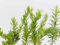 Shrubs Grevillea Lanigera X Lavandulacea Cherry Ripe