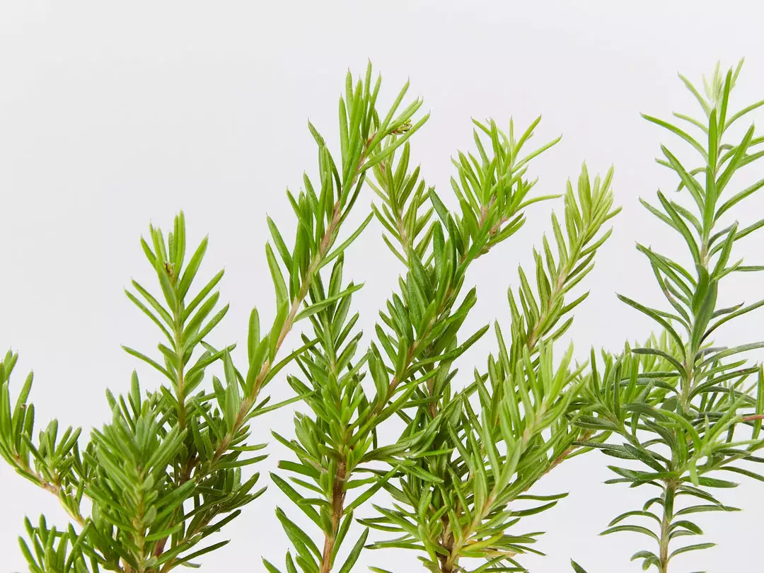 Shrubs Grevillea Lanigera X Lavandulacea Cherry Ripe 4 Shrubs Grevillea Lanigera X Lavandulacea Cherry Ripe