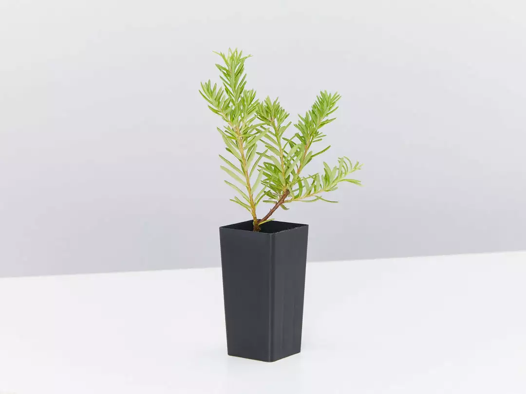 Shrubs Grevillea Lanigera X Lavandulacea Cherry Ripe 5 Shrubs Grevillea Lanigera X Lavandulacea Cherry Ripe