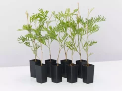 Shrubs Grevillea X Coconut Ice