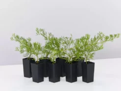 Shrubs Grevillea Curviloba