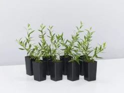 Shrubs Grevillea Forest Rambler Hedging Plants