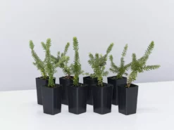 Shrubs Border Plants Grevillea Lanigera Mt Tamboritha