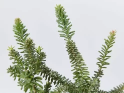 Shrubs Border Plants Grevillea Lanigera Mt Tamboritha