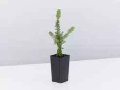 Shrubs Border Plants Grevillea Lanigera Mt Tamboritha