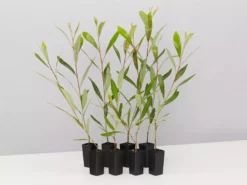 Shrubs Grevillea Orange Marmalade