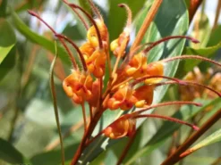 Shrubs Grevillea Orange Marmalade