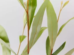 Shrubs Grevillea Orange Marmalade
