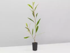 Shrubs Assorted Grevillea Plant Pack