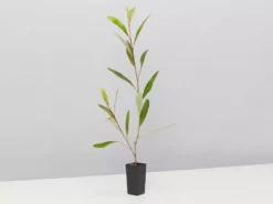 Shrubs Grevillea Orange Marmalade