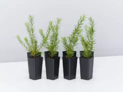 Shrubs Grevillea Pink Pearl