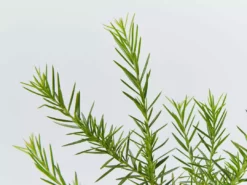 Shrubs Grevillea Pink Pearl