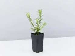 Shrubs Grevillea Pink Pearl