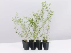 Shrubs Grevillea Olivacea X Presii Red Sunset