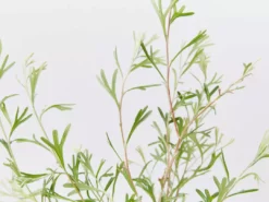 Shrubs Grevillea Olivacea X Presii Red Sunset