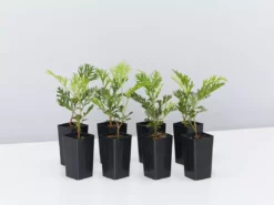 Hedge Shrubs Grevillea Robyn Gordon