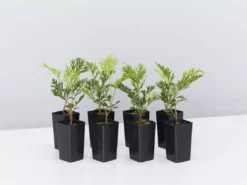 Hedge Grevillea Ned Kelly Shrubs