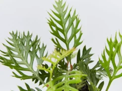 Hedge Shrubs Grevillea Robyn Gordon