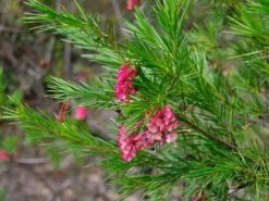 Shrubs Grevillea Rosy's Baby
