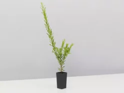 Shrubs Assorted Grevillea Plant Pack