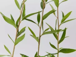 Shrubs Grevillea Splendour 8 Shrubs Grevillea Splendour