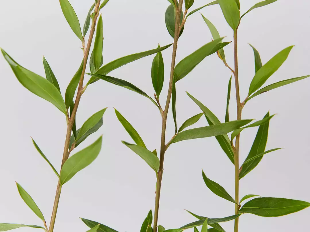 Shrubs Grevillea Splendour 5 Shrubs Grevillea Splendour