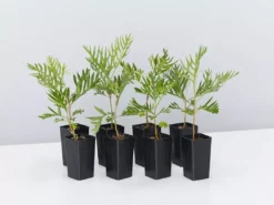 Hedge Grevillea Banksii "Superb" Hedging Plants