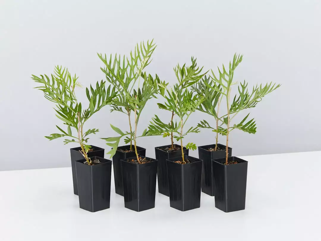 Hedge Grevillea Banksii "Superb" Hedging Plants 3 Hedge Grevillea Banksii "Superb" Hedging Plants