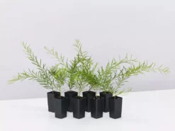 Shrubs Grevillea Lilliane