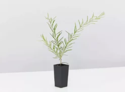 Shrubs Birds And Bees π Australian Native Plant Pack 28 Shrubs Birds And Bees π Australian Native Plant Pack