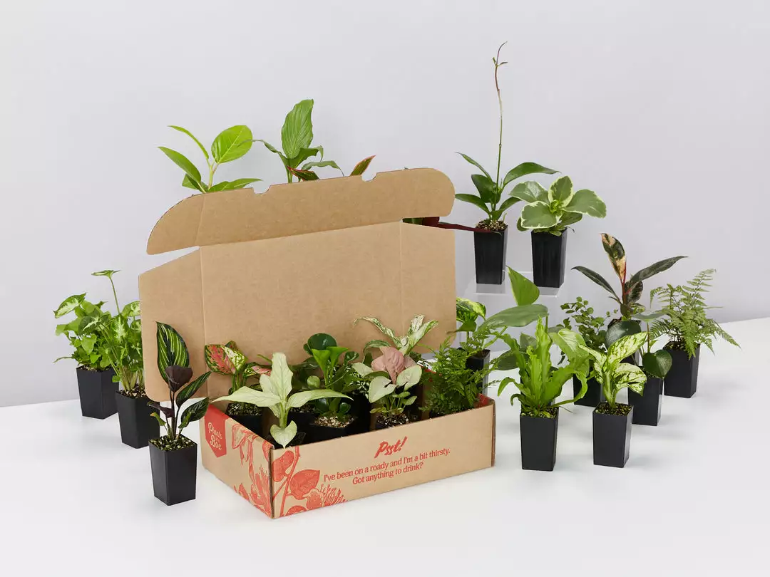 Indoor Garden Mr Kitly 8 Houseplants & 8 Pots 5 Indoor Garden Mr Kitly 8 Houseplants & 8 Pots