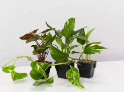 Indoor Garden The Plant Killers Pack - 85mm Plant Packs 15 Indoor Garden The Plant Killers Pack - 85mm Plant Packs