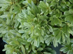 Shrubs Pittosporum Tobira Dwarf