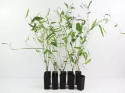 Shrubs Hardenbergia Violacea Full Sun