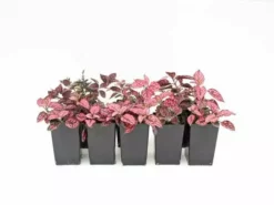 Shrubs Hypoestes Confetti Compact Rose